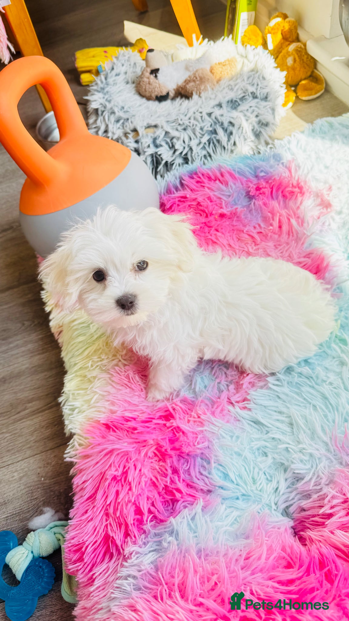 Maltese dogs Pure breed pedigree Maltese boy  - Advert 7