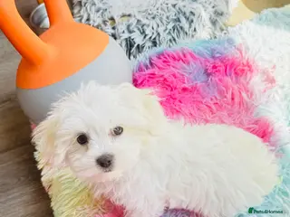 Maltese dogs Pure breed pedigree Maltese boy - Advert 9