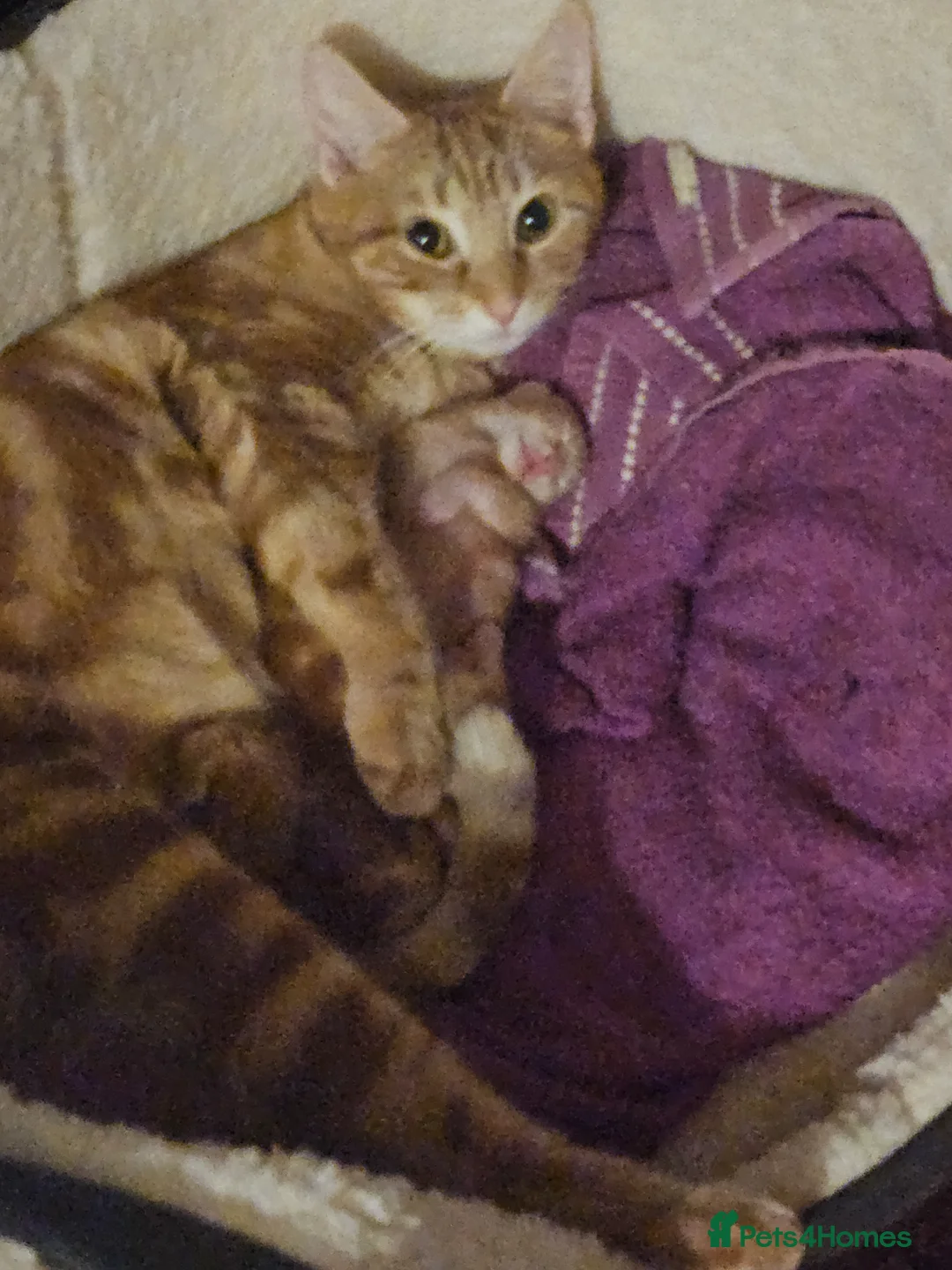 Mixed Breed cats for sale: Kitten  - Advert 1