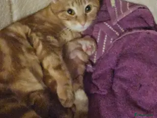 Mixed Breed cats Kitten - Advert 4