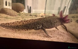 Other/Mixed Breed fish for sale: Axolotls - Image 2