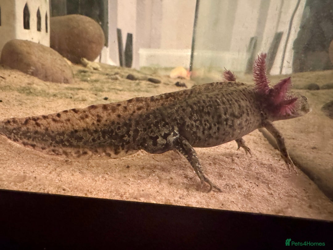 Other/Mixed Breed fish for sale: Axolotls - Image 2