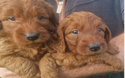 Labradoodle dogs for sale: The Darkest Fox Red Doodles. - Image 8