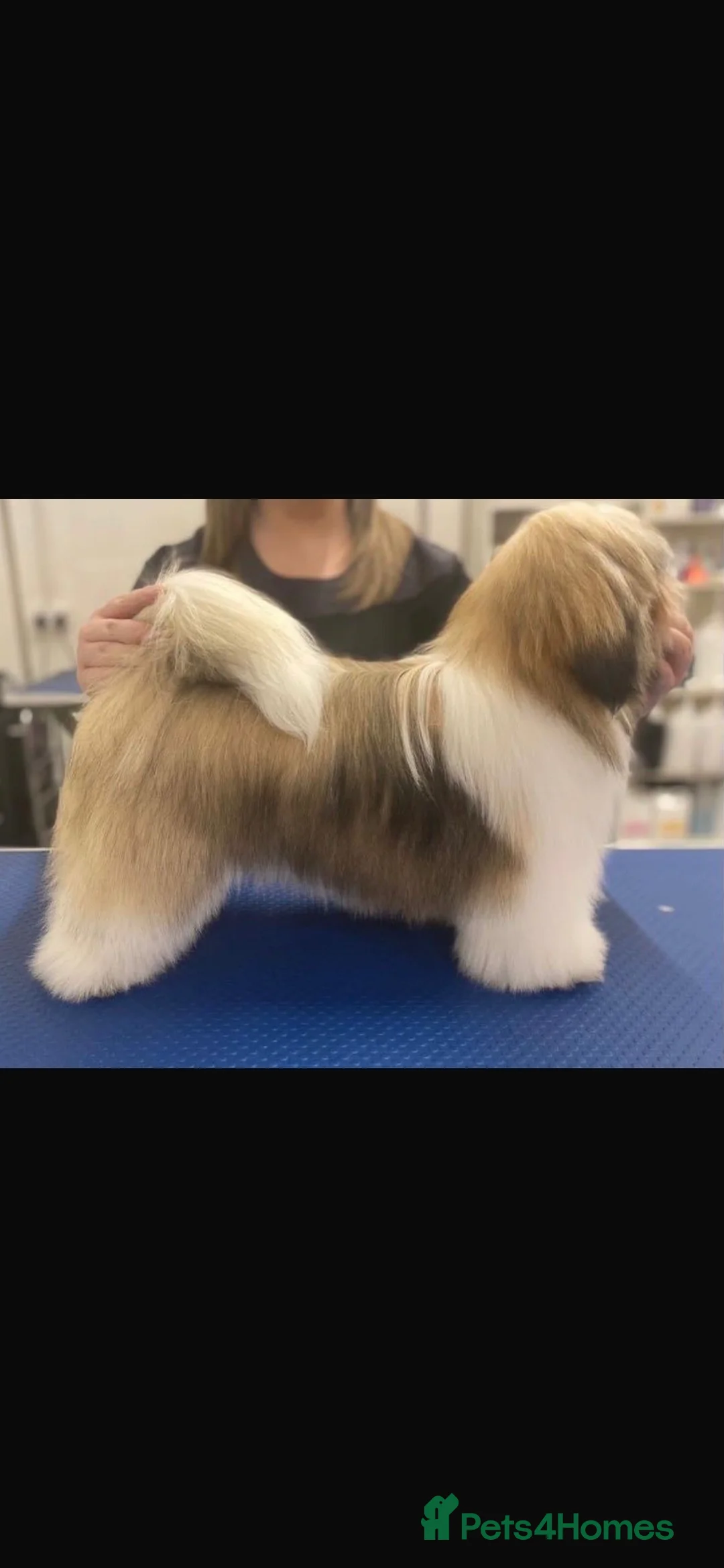 Lhasa Apso dogs for sale: Fantastic KC reg Lhasa Apso puppies  - Advert 1