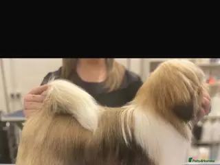 Lhasa Apso dogs Fantastic KC reg Lhasa Apso puppies - Advert 1