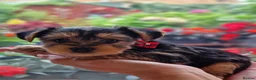 Yorkshire Terrier dogs for sale: Yorkshire Puppies for Sale - Advert 21