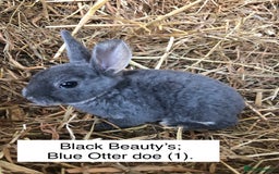 Rex rabbits for sale: Beautiful Pure Breed Velvet Mini Rex babies 🐰  - Image 7