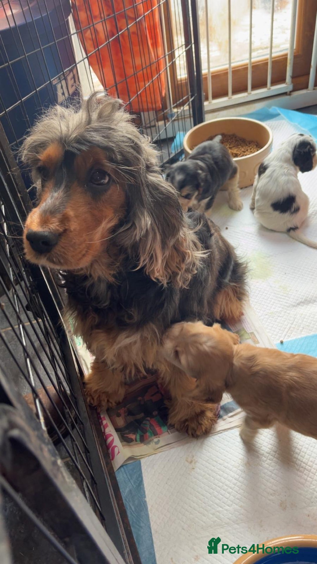 Cocker Spaniel dogs for sale: Champion Bloodlines KC Reg Show Cocker Spaniels - Advert 19