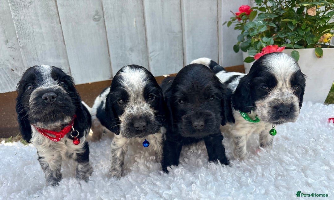 Cocker Spaniel dogs for sale: show type cocker spaniels puppies * ready now  - Image 11