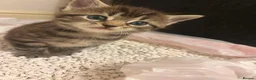 Domestic Shorthair cats for sale: 3 kittens for sale - Advert 2