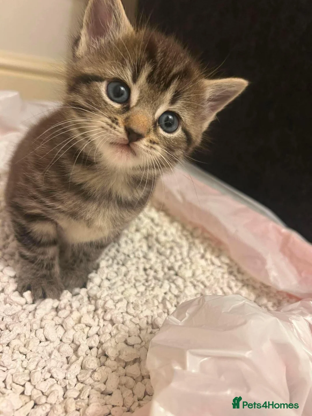 Domestic Shorthair cats for sale: 3 kittens for sale - Advert 2