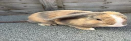 Mini Lop rabbits for sale: Mini lop bucks for sale  - Advert 2