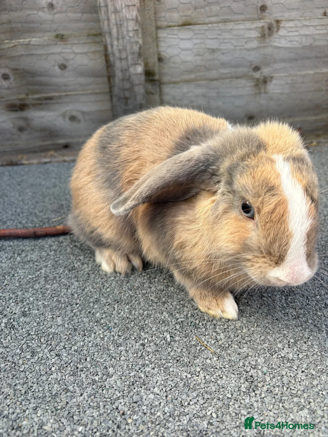 Mini Lop rabbits for sale: Mini lop bucks for sale  - Advert 2