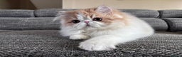 Persian cats for sale: Quality Persian Girls - Available Now - Advert 4