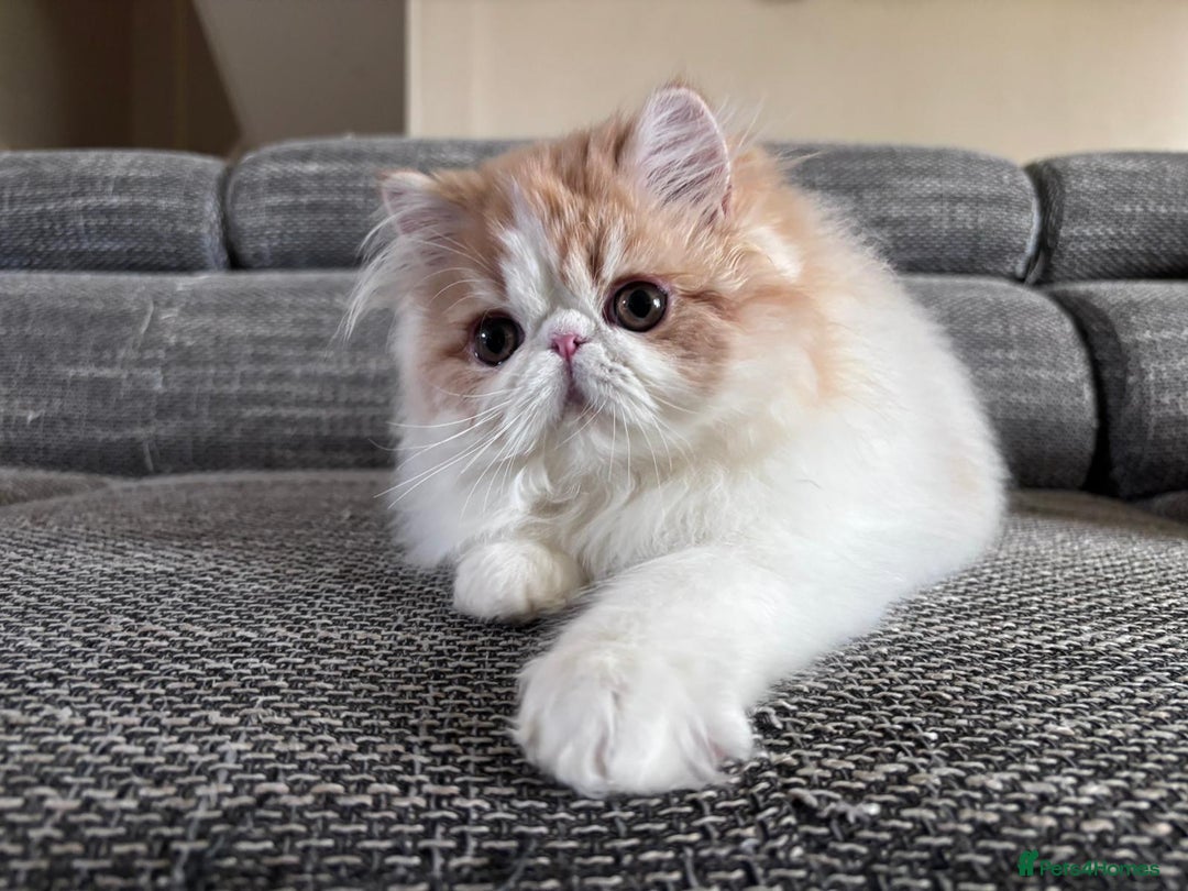 Persian cats for sale: Quality Persian Girls - Available Now - Advert 4