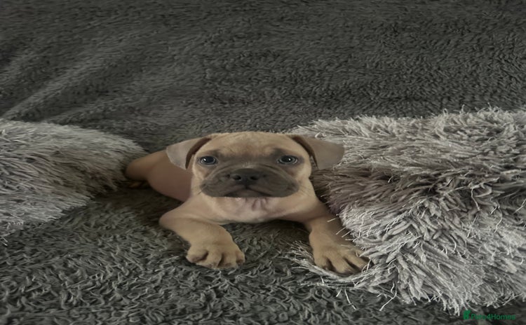 Mixed Breed dogs - Advert 13