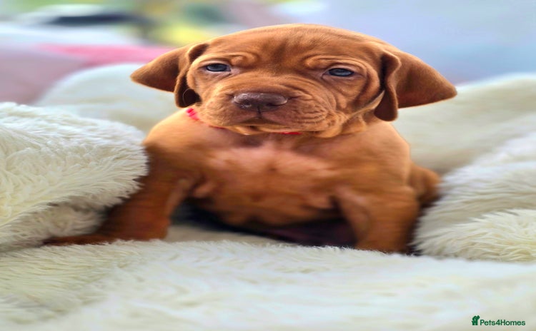 Hungarian Vizsla dogs - Advert 1