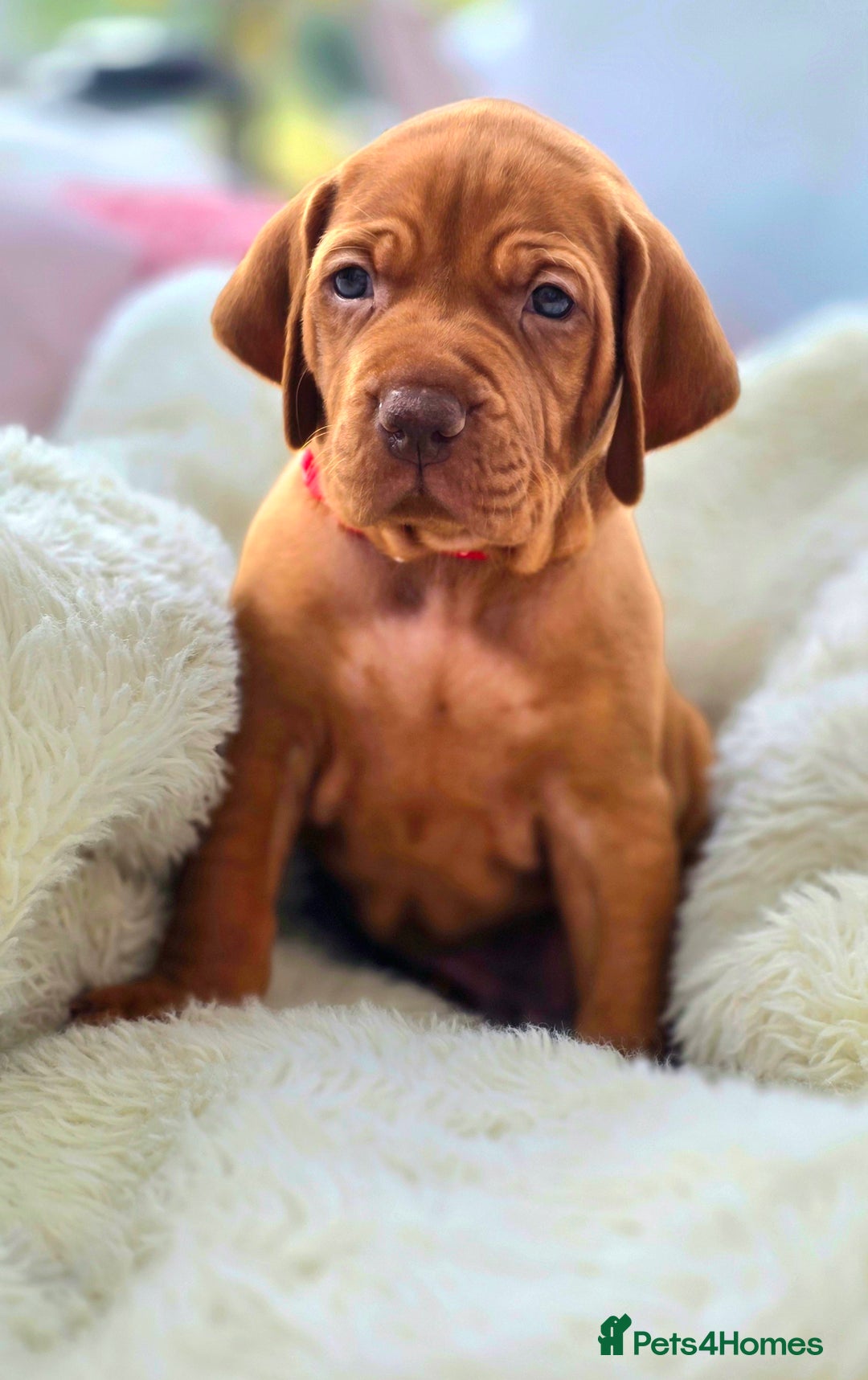 Hungarian Vizsla dogs for sale: Adorable vizsla puppies, exceptional pedigree - Image 1
