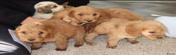 Cockapoo dogs for sale: Cockerpoo  in Cranleigh - Advert 7