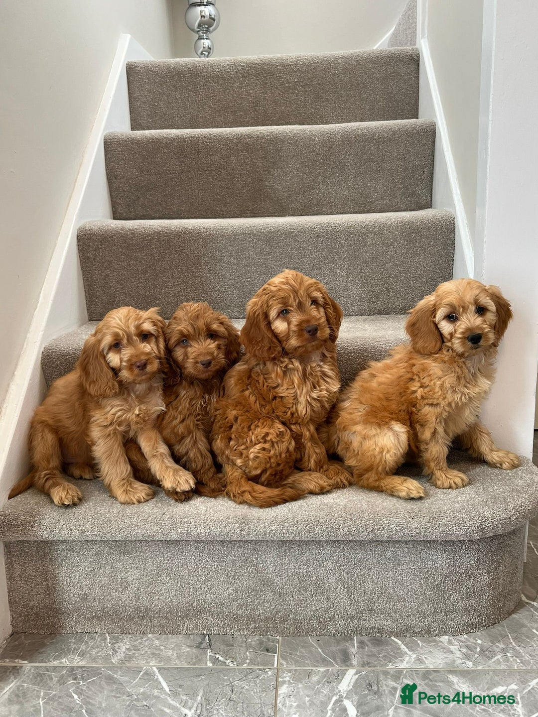 Cockapoo dogs for sale: Cockapoo Puppies Ready Now  - Advert 3