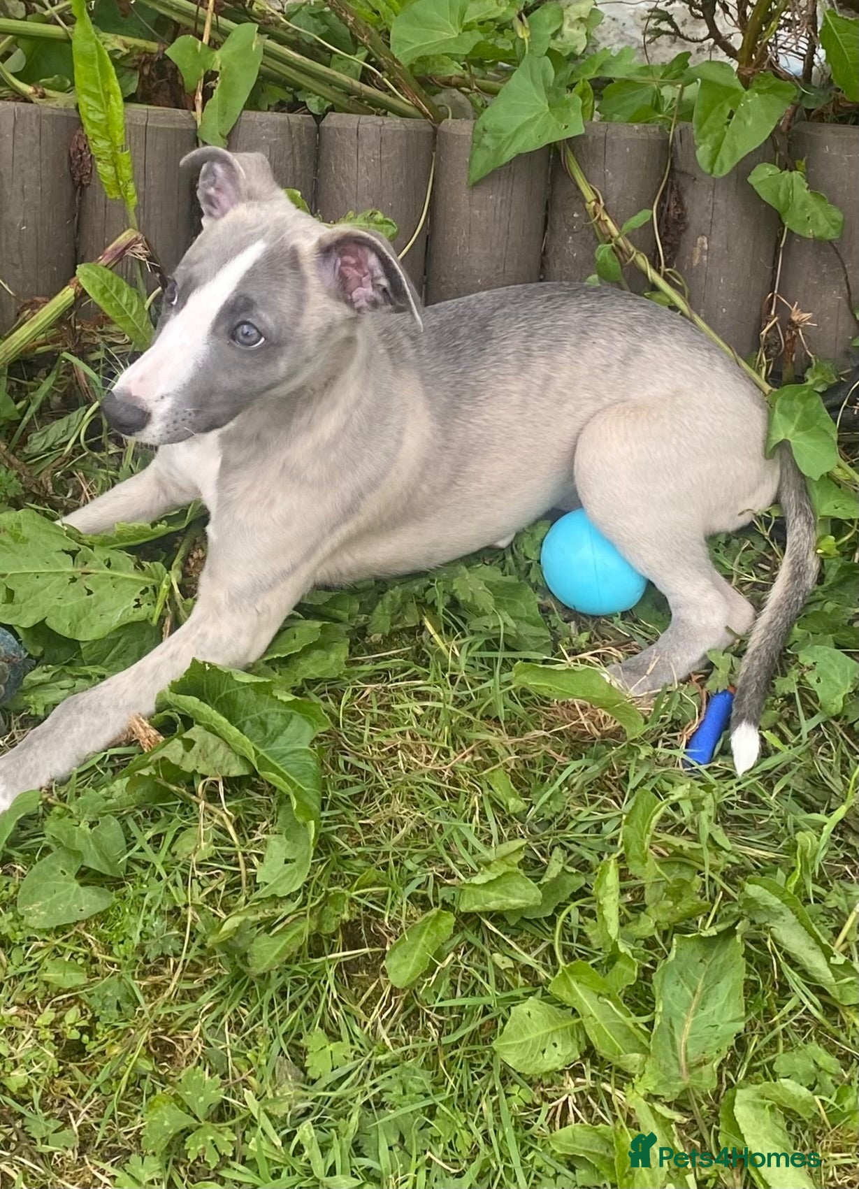Whippet dogs STUNNING  RKC LITTER  - Advert 3