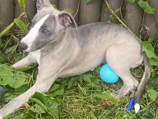 Whippet dogs STUNNING RKC LITTER - Advert 3