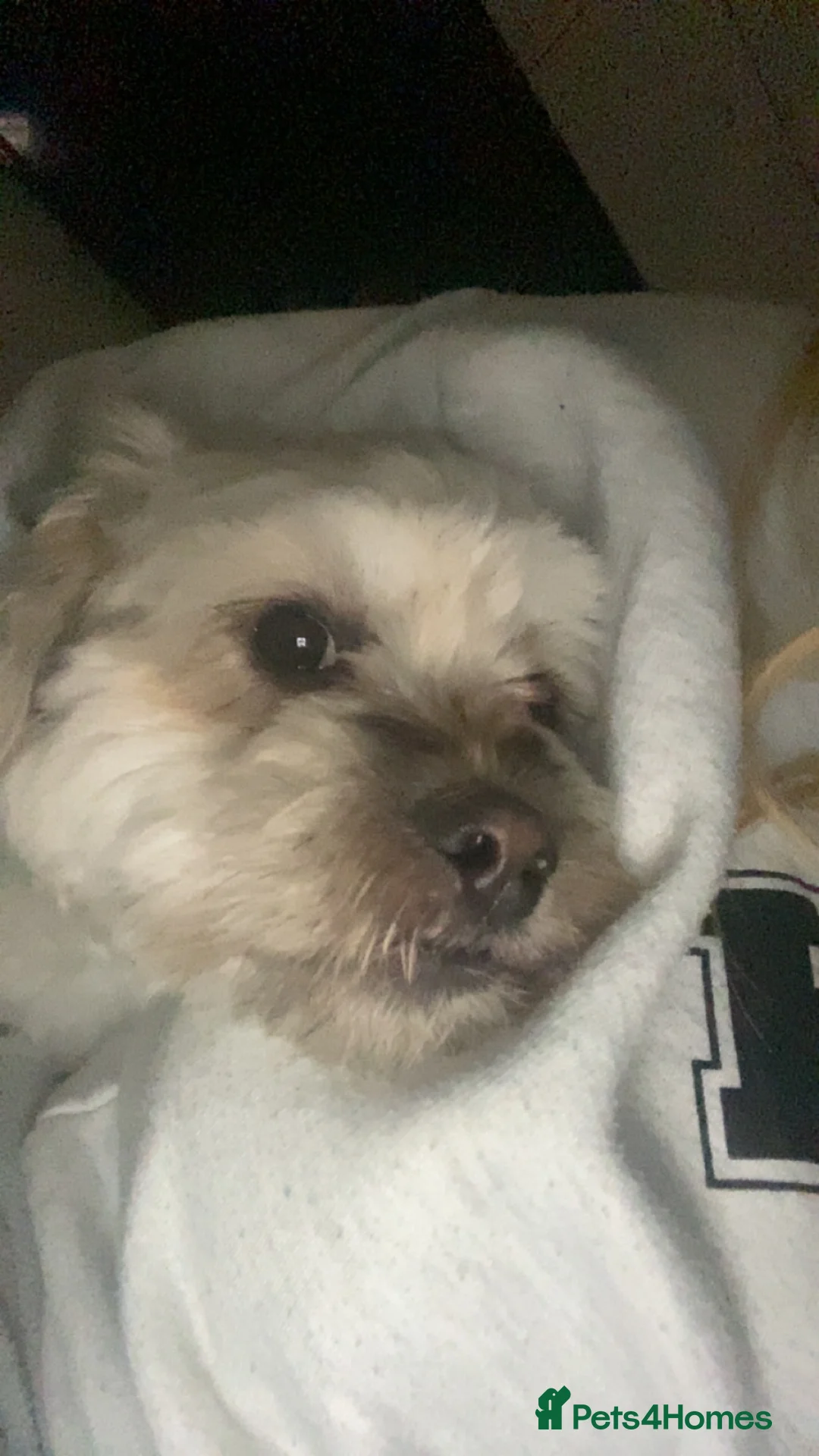 Lhasa Apso dogs for stud: Lhasapso for studding  - Advert 6