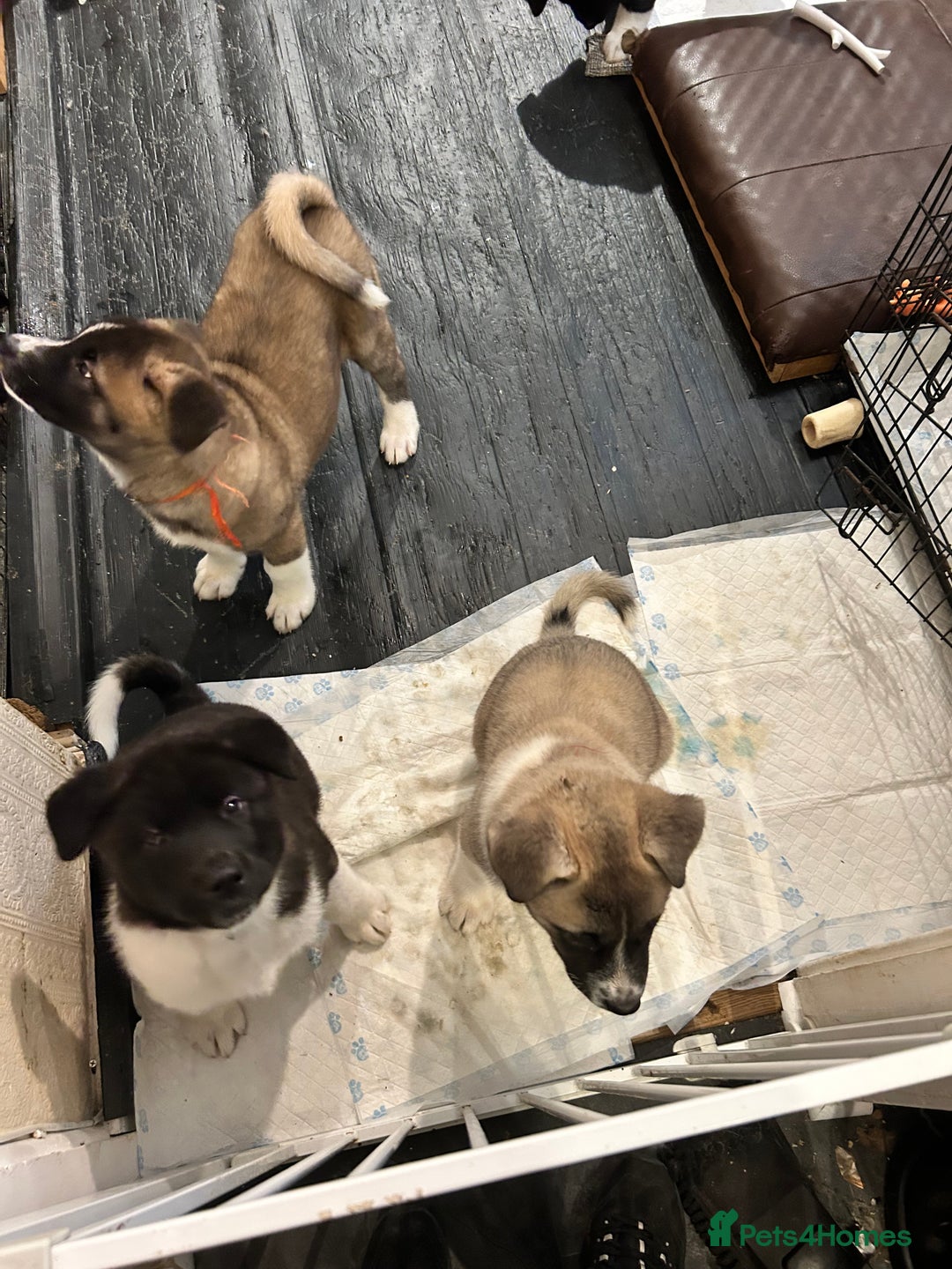 Akita dogs for sale: Akita Puppies for Sale - Advert 6