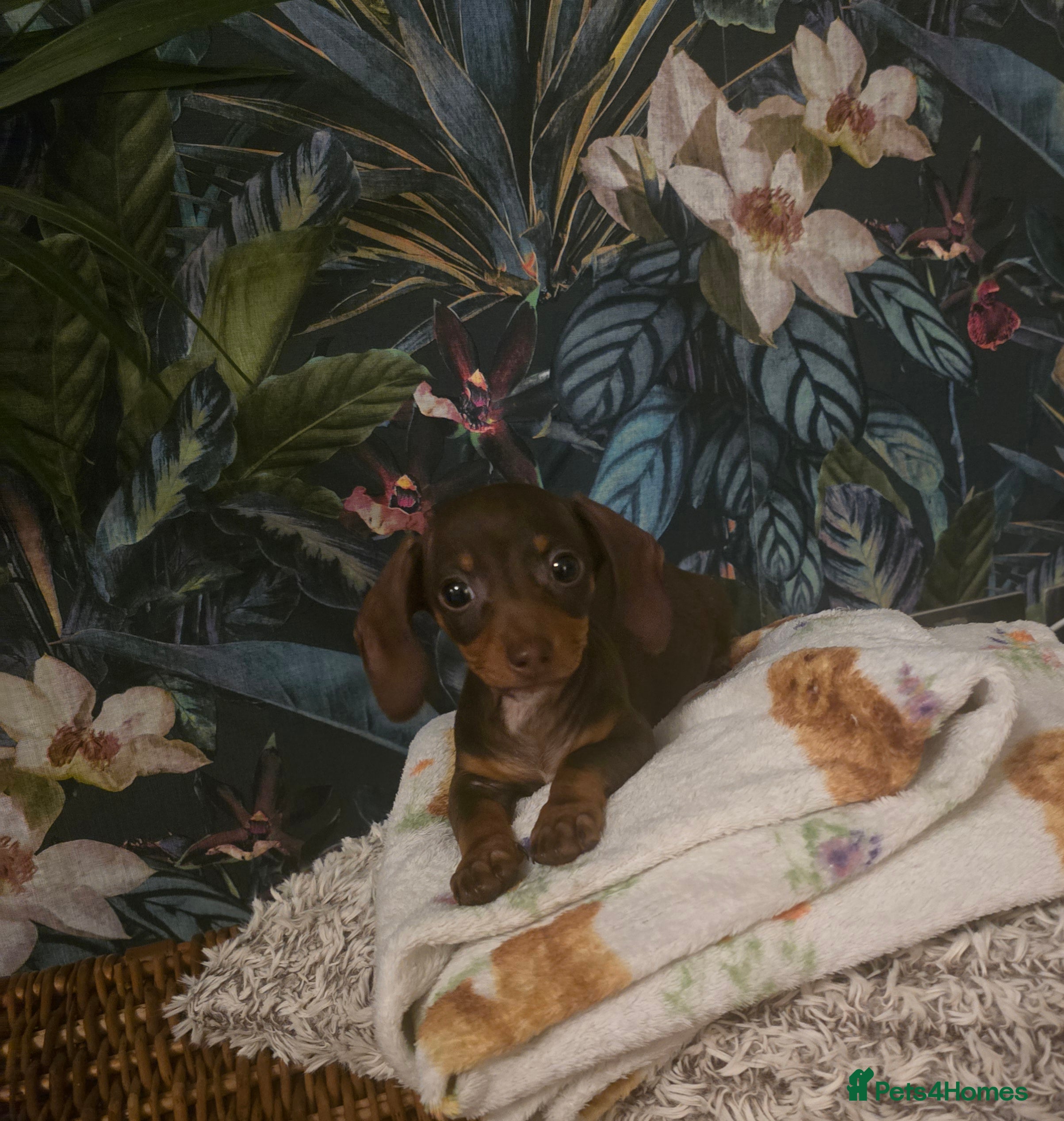 Miniature Dachshund dogs Quality extra tiny miniature daschund  - Advert 2