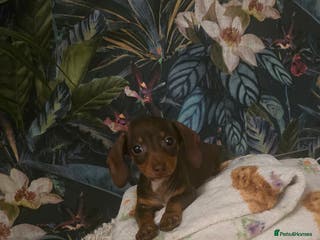 Miniature Dachshund dogs Quality extra tiny miniature daschund - Advert 2