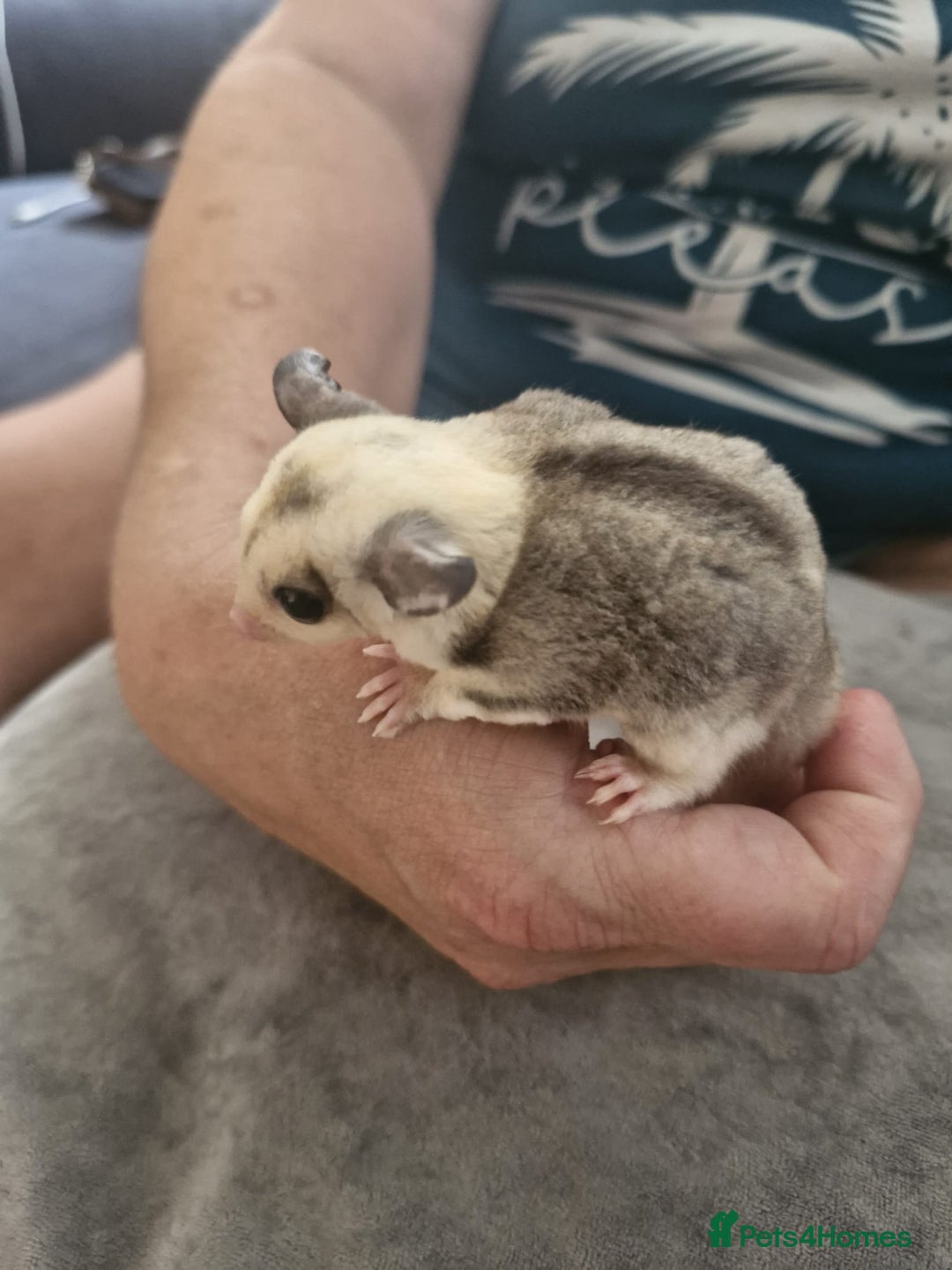 Sugar Glider rodents for sale: Breeding pair of  sugar gliders ready 13th sept   - Image 19