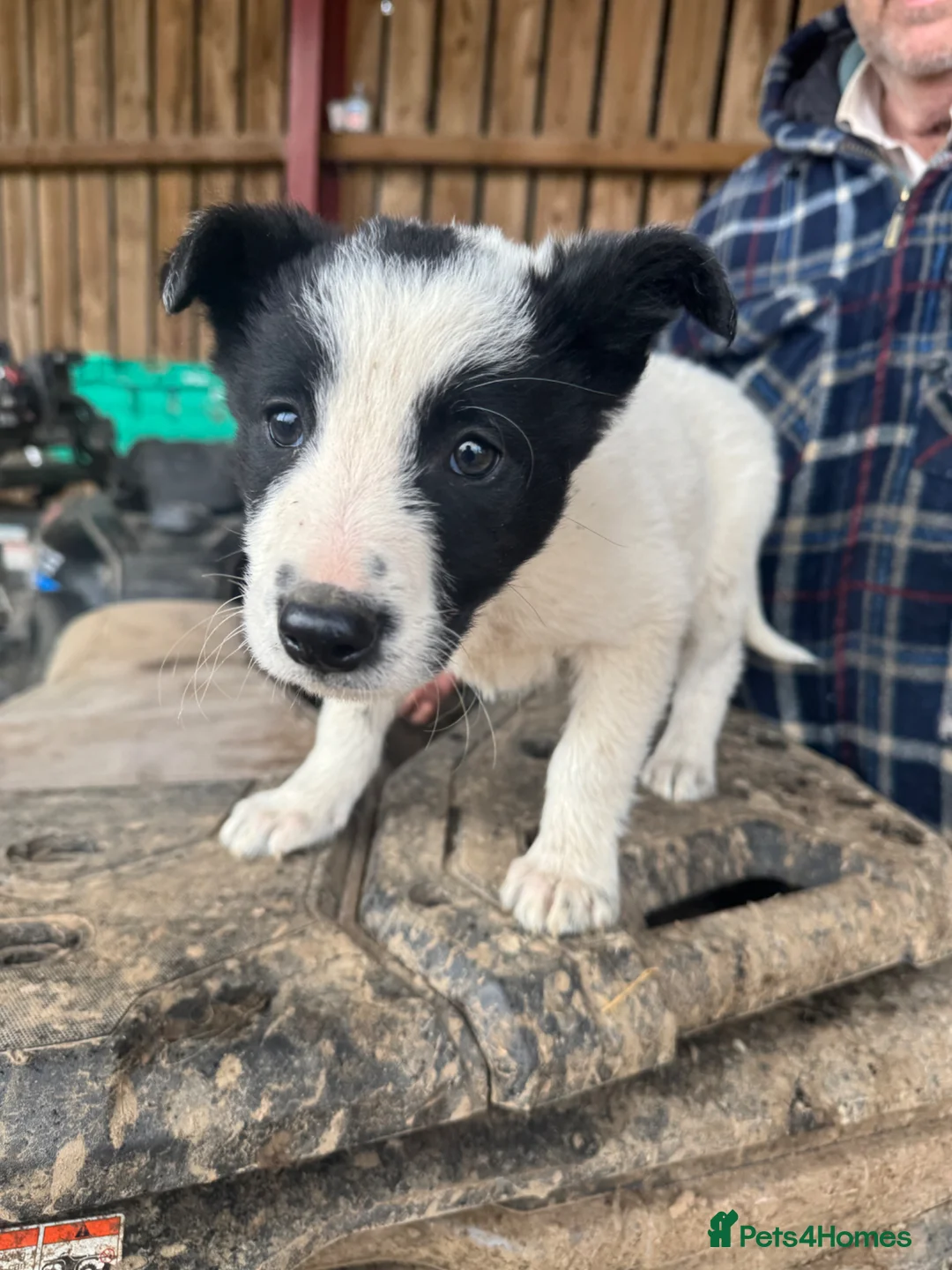 Border Collie dogs for sale: 1 Cute border collie desperate for a home  - Advert 2