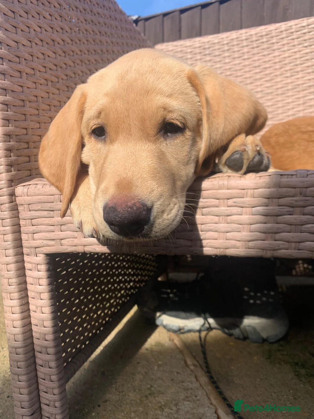 Labrador Retriever dogs for sale: Stunning KC Labrador/1 boy left 🐾 - Advert 2