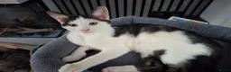 Mixed Breed cats for sale: X kittens - Advert 2