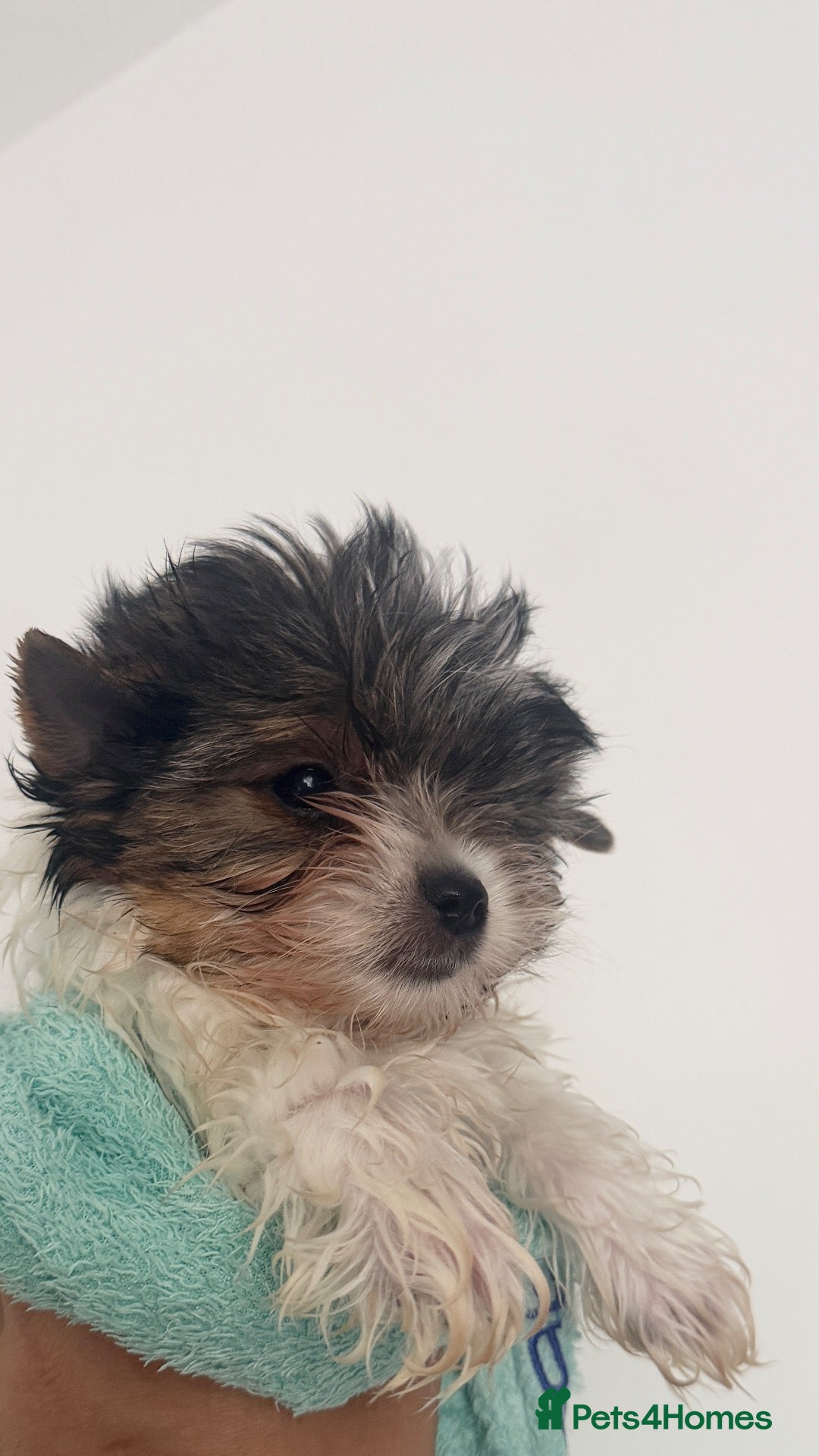 Biewer Terrier dogs Last miniature girl Biewer terrier - Advert 1