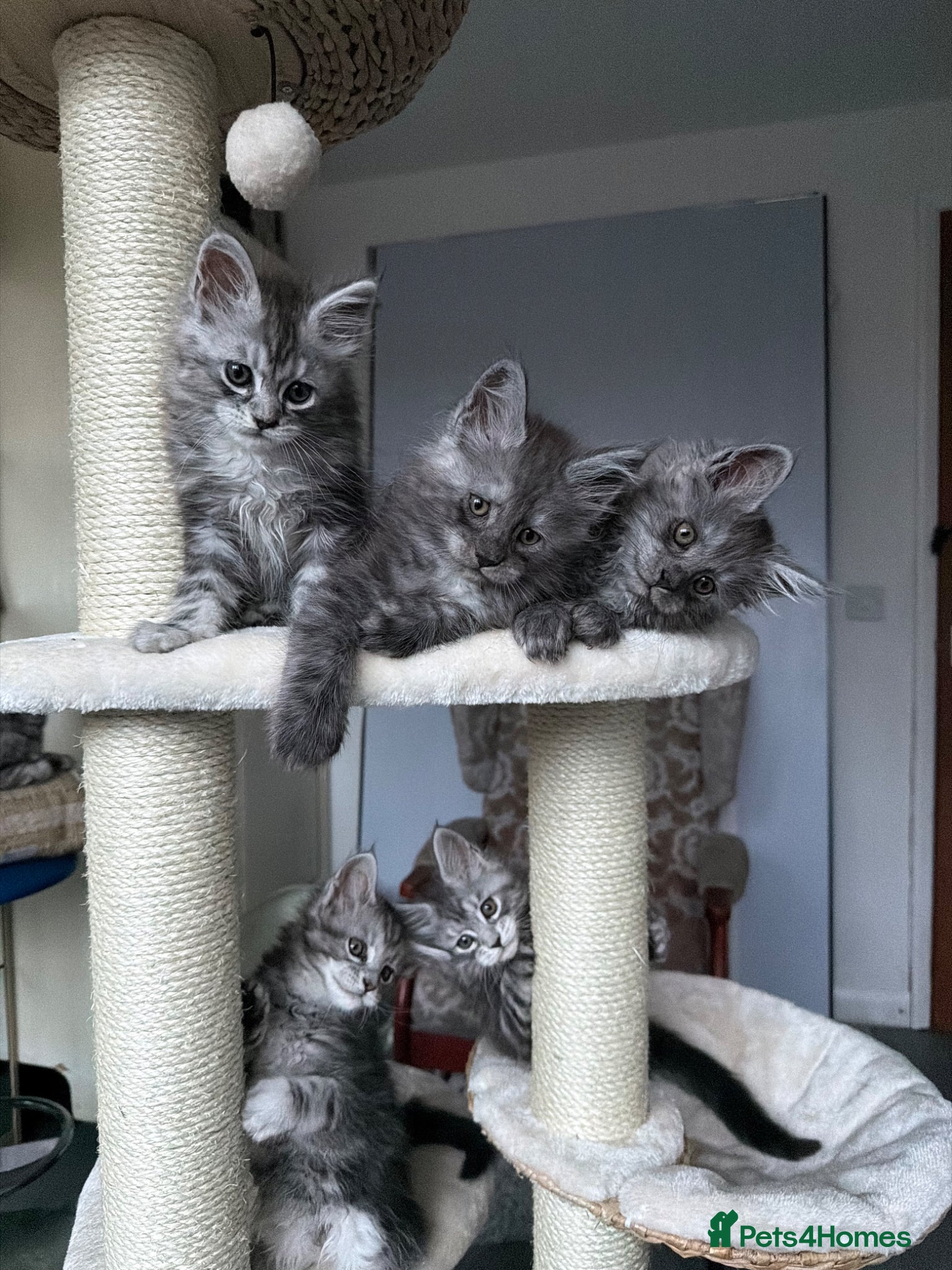 Maine Coon cats Maine Coon Kittens 🏆 Ready now. - Advert 3