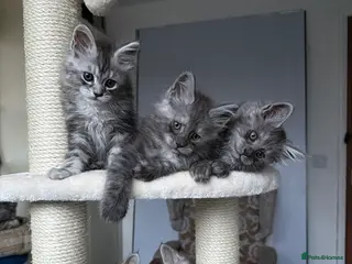 Maine Coon cats Maine Coon Kittens 🏆 Ready now. - Advert 4