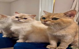 British Shorthair cats for sale: 🤍 Pedigree GCCF golden British shorthair kittens  - Image 2