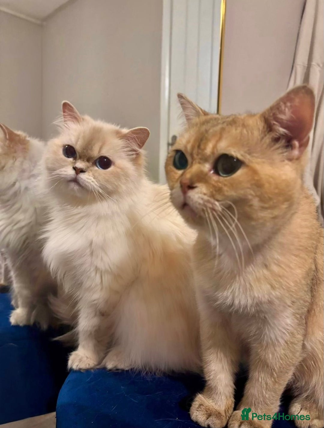 British Shorthair cats for sale: 🤍 Pedigree GCCF golden British shorthair kittens  - Image 2