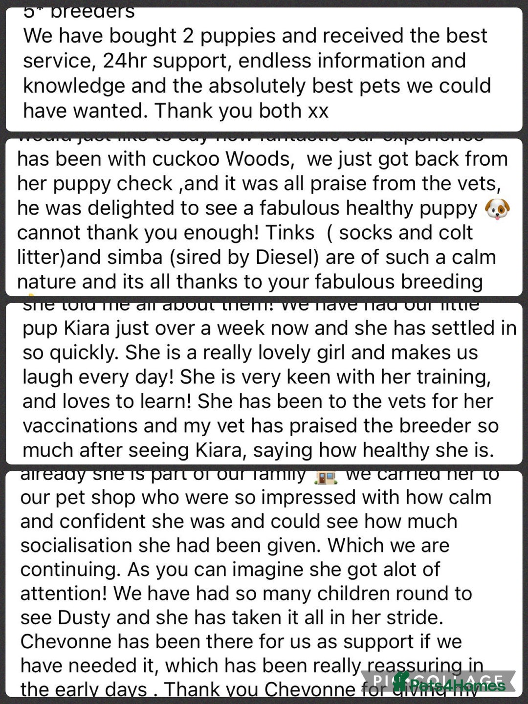 Cavapoo dogs for sale: ⭐️ Top Quality Cavapoos Due ⭐️ - Image 10