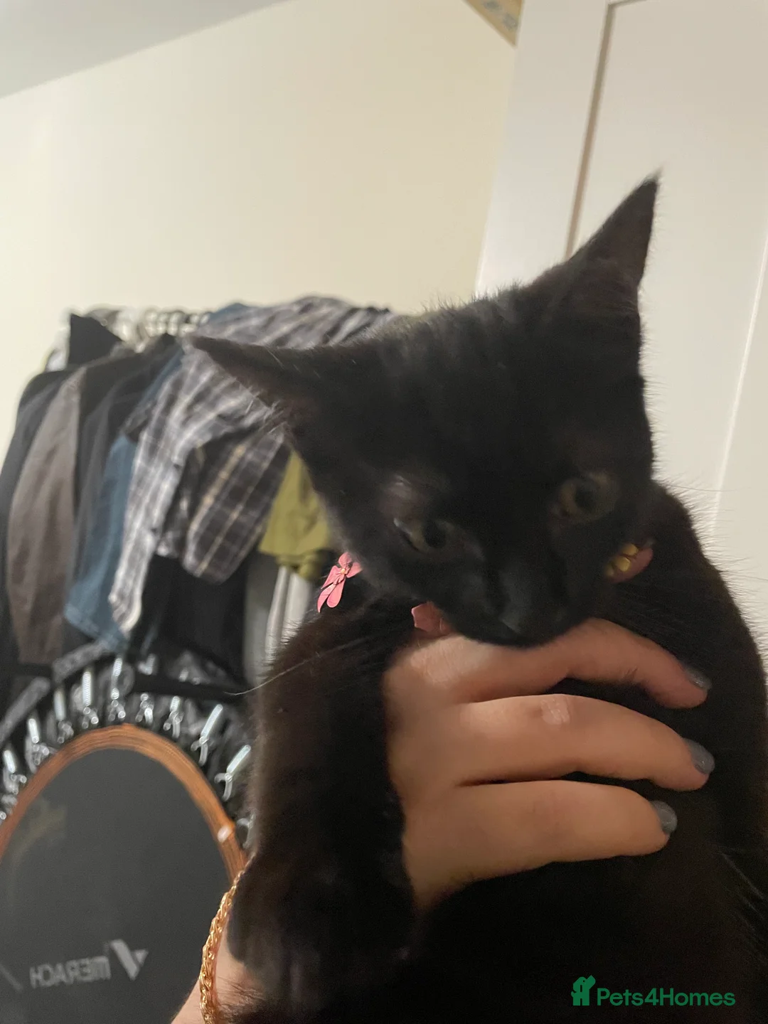 Mixed Breed cats for sale: Lucy looking forever home in Southampton - Advert 2