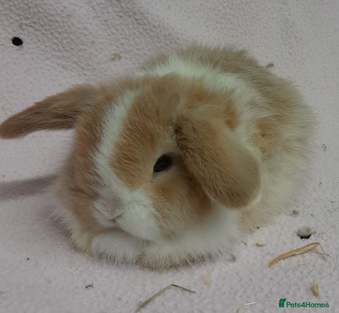 Mini Lop rabbits for sale: Mini Lops- vaccinated with new vaccine in Ashford - Image 11