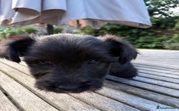 Skye Terrier dogs for sale: Skye terrier puppies lovely chunky rare breed pups - Image 5