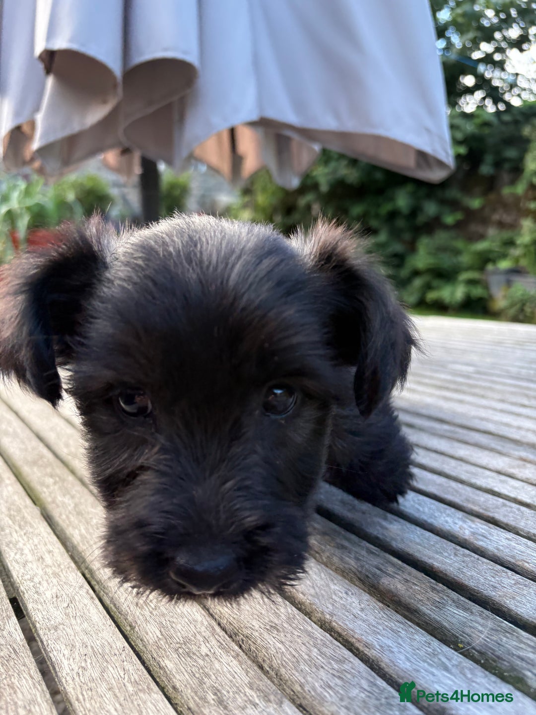 Skye Terrier dogs for sale: Skye terrier puppies lovely chunky rare breed pups - Image 5