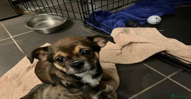 Mixed Breed dogs ShiChi x chihuahua frenchie pups - Advert 10