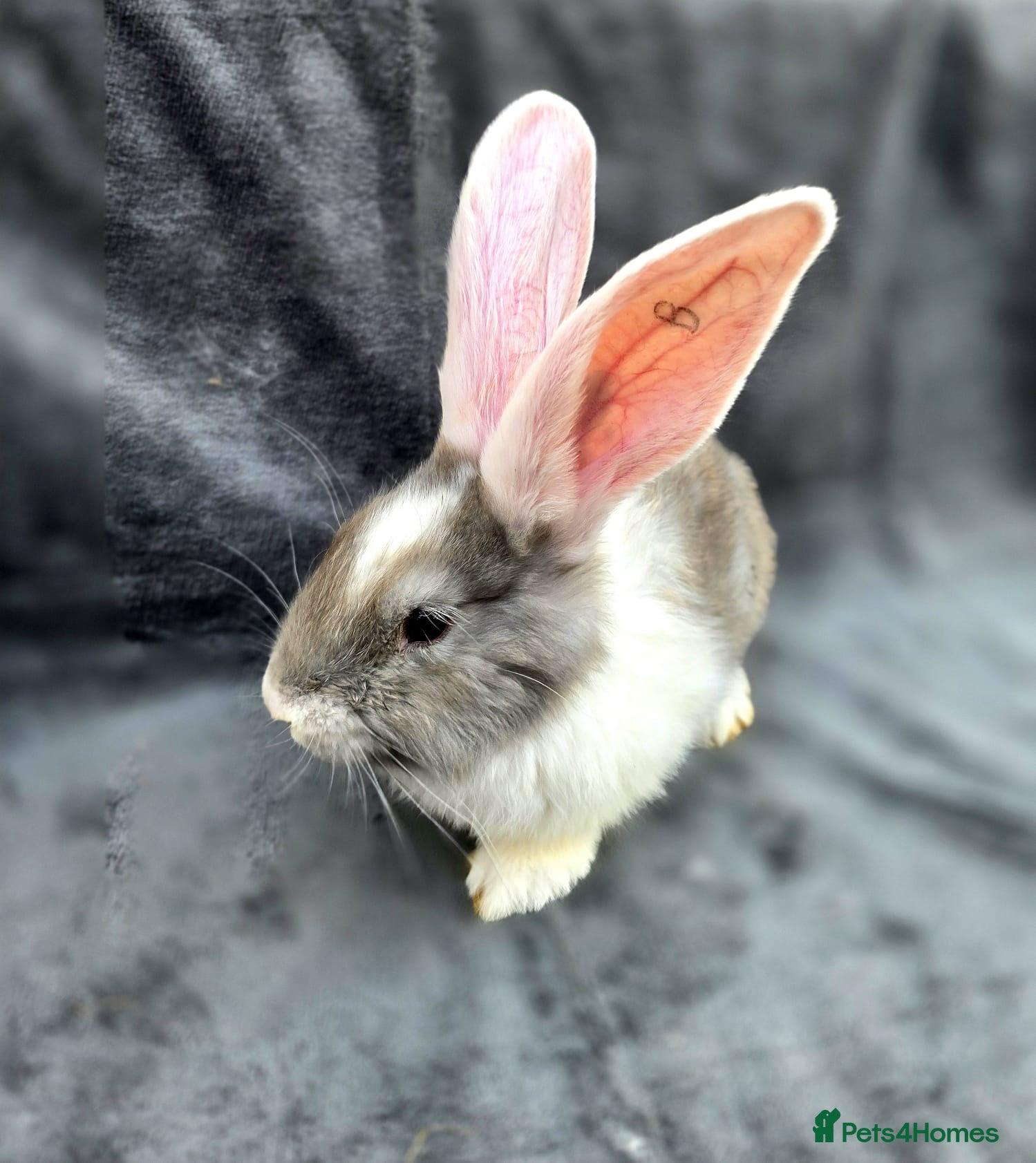 Continental Giant rabbits Baby giants  - Advert 4
