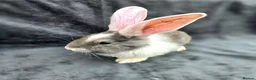Continental Giant rabbits for sale: Baby giants  - Advert 1