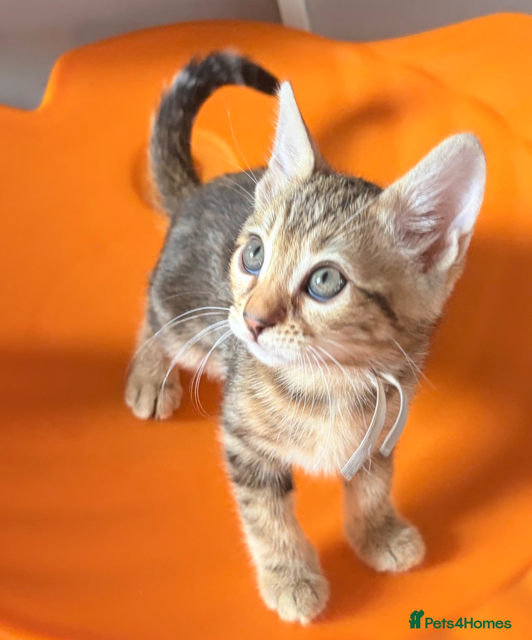 Bengal cats Family raised Bengal Kittens 🐾 - Advert 15