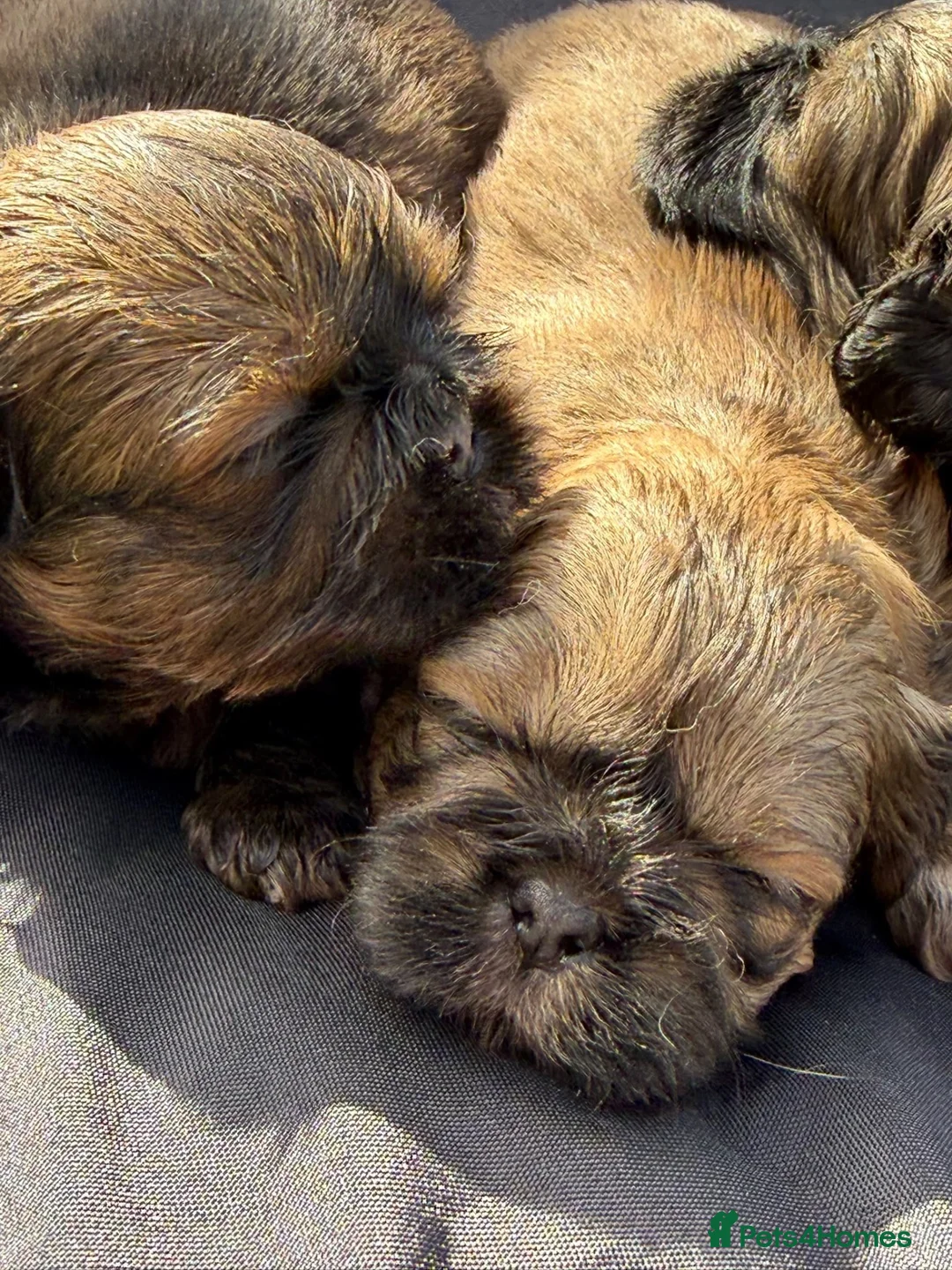 Shih Tzu dogs for sale: Shihtzus puppies  - Advert 2