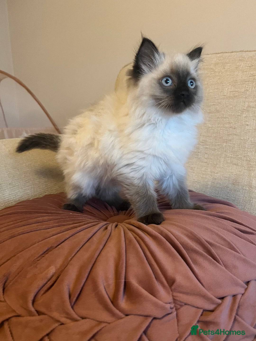 Ragdoll cats for sale: Adorable Ragdoll Kittens - Advert 10